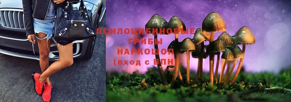 прущие грибы Аркадак